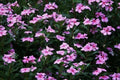 Dwarf Pink Periwinkle Seeds - 100+ Count Vinca Rosea Delicata - Ground Cover Flower Seeds for Gardens