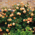 Climbing Light Orange Rose Seeds - 10 Perennial Shrub Flower Seeds - Rosa spp.