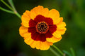 Coreopsis Seeds - 1001+ Plains Tickseed, Native Wildflower for Pollinators, Drought & Heat Tolerant, Ideal for Garden Planting