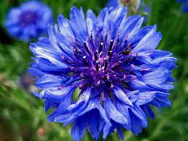 Dwarf Blue Bachelor Button Seeds - 100+ Seeds - Beautiful Flower for Borders - Centaurea cyanus