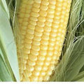 Golden Bantam Sweet Corn Seeds, Heirloom Non-GMO, 50+ Seeds, Zea mays, Organic Garden Planting