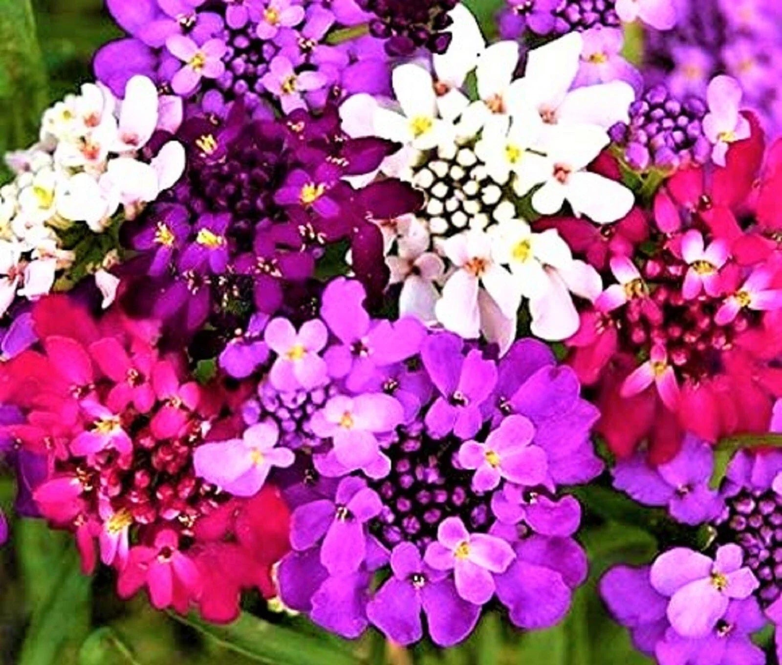 Candytuft Seeds 100 Non-GMO Seeds, Iberis umbellata, Colorful Flowering Annuals for Garden Planting