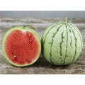 Dixie Queen Watermelon Seeds, NON-GMO, Crimson, Heirloom, Cuban Queen, Free Shipping