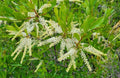 Swamp Titi Seeds | 25 Pack | Florida Native Tree | Cyrilla Racemiflora | Ironwood