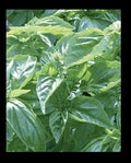Genovese Basil Seeds - Heirloom Culinary Herb - Fresh 150 or 1000 Seeds for Pesto - Ocimum basilicum