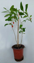 Goji Berry Live Plant in Pot - Lycium barbarum, Wolfberry, Edible Superfood Plant for Garden or Home