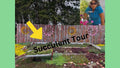 Sedum Mixed Lot of 9 Live Plants, 3 Varieties, Perennial Succulents - Black Pearl, John Creech, Angelina, Hardy Plants for Zones 4-8