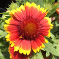 Gaillardia Blanket Flower Seeds - 100+ Perennial Garden Seeds - USA Seller, Free Shipping - Gaillardia grandiflora
