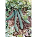 Italian Cucumber Seeds - 60 Count Tortarello Verde Scuro - Gourmet Non-GMO (Cucumis sativus)