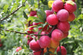 Plum Fruit Tree Seeds - 10 Seeds Prunus Americana - USA Grown, Perfect for Home Gardening