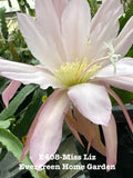 Rooted Epiphyllum Orchid Cactus Plant "Miss Liz" in 4” Starter Pot - Tropical Indoor Houseplant, Unique Succulent, Easy Care