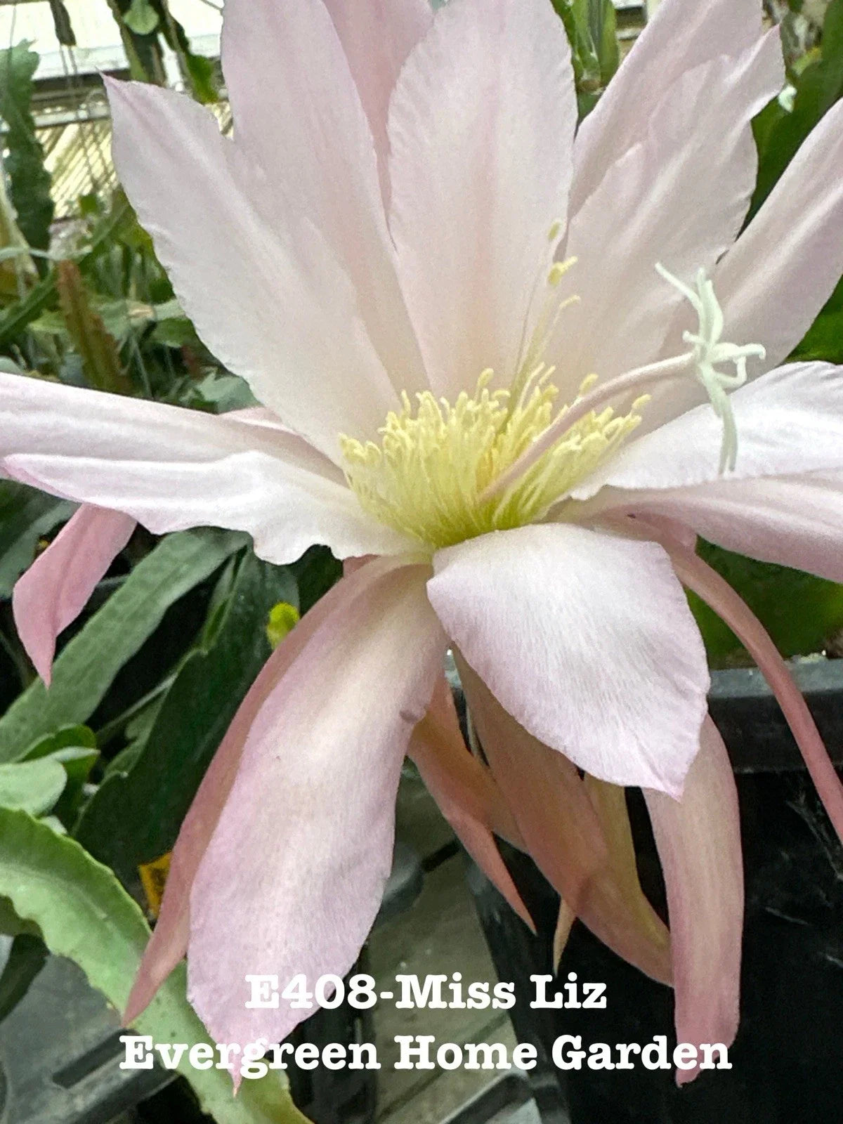 Rooted Epiphyllum Orchid Cactus Plant "Miss Liz" in 4” Starter Pot - Tropical Indoor Houseplant, Unique Succulent, Easy Care