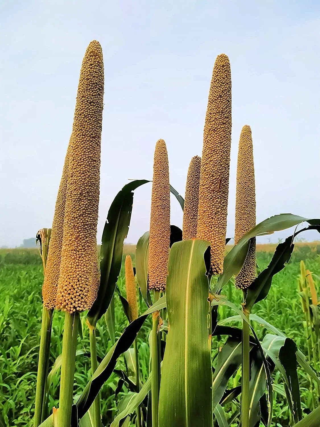 Pearl Millet Grass Seeds for Planting - Ornamental Grass Pennisetum glaucum - Drought-Resistant, Fast-Growing Variety