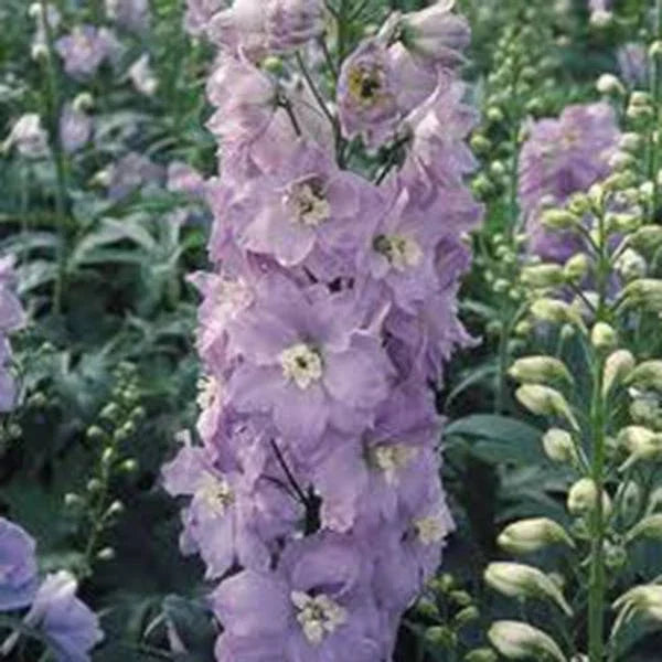 Giant Imperial Larkspur Seeds - 1000+ Newly Harvested Seeds for Cutting - Consolida ajacis