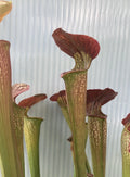 Sarracenia Alata Black x Flava Rubricorpora Plant Division, Bare Root, Carnivorous Pitcher Plant