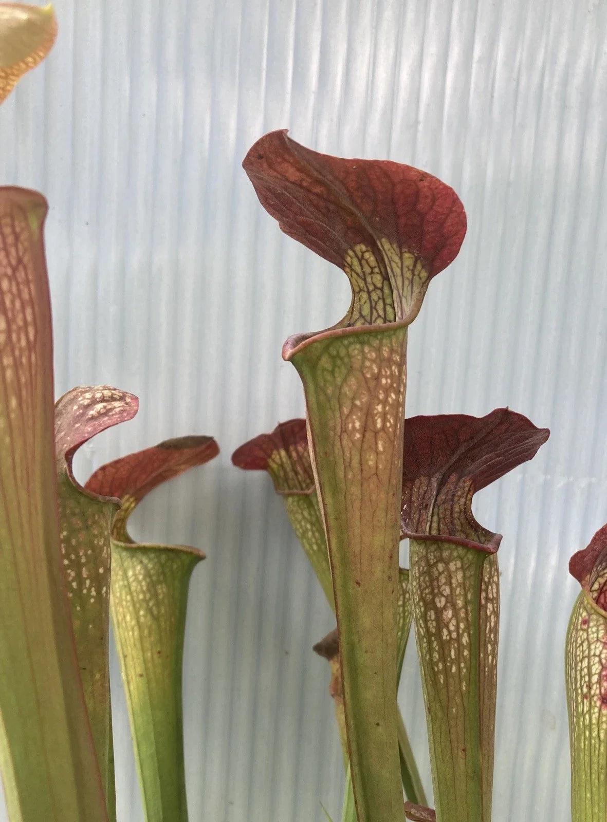 Sarracenia Alata Black x Flava Rubricorpora Plant Division, Bare Root, Carnivorous Pitcher Plant