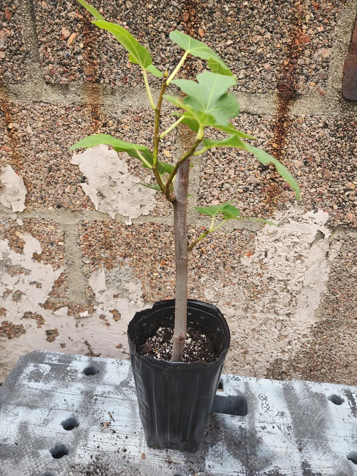 Fig Tree Plant - 1-2 Years Old - Ficus Carica - Matured Indoor/Outdoor Fruit Tree