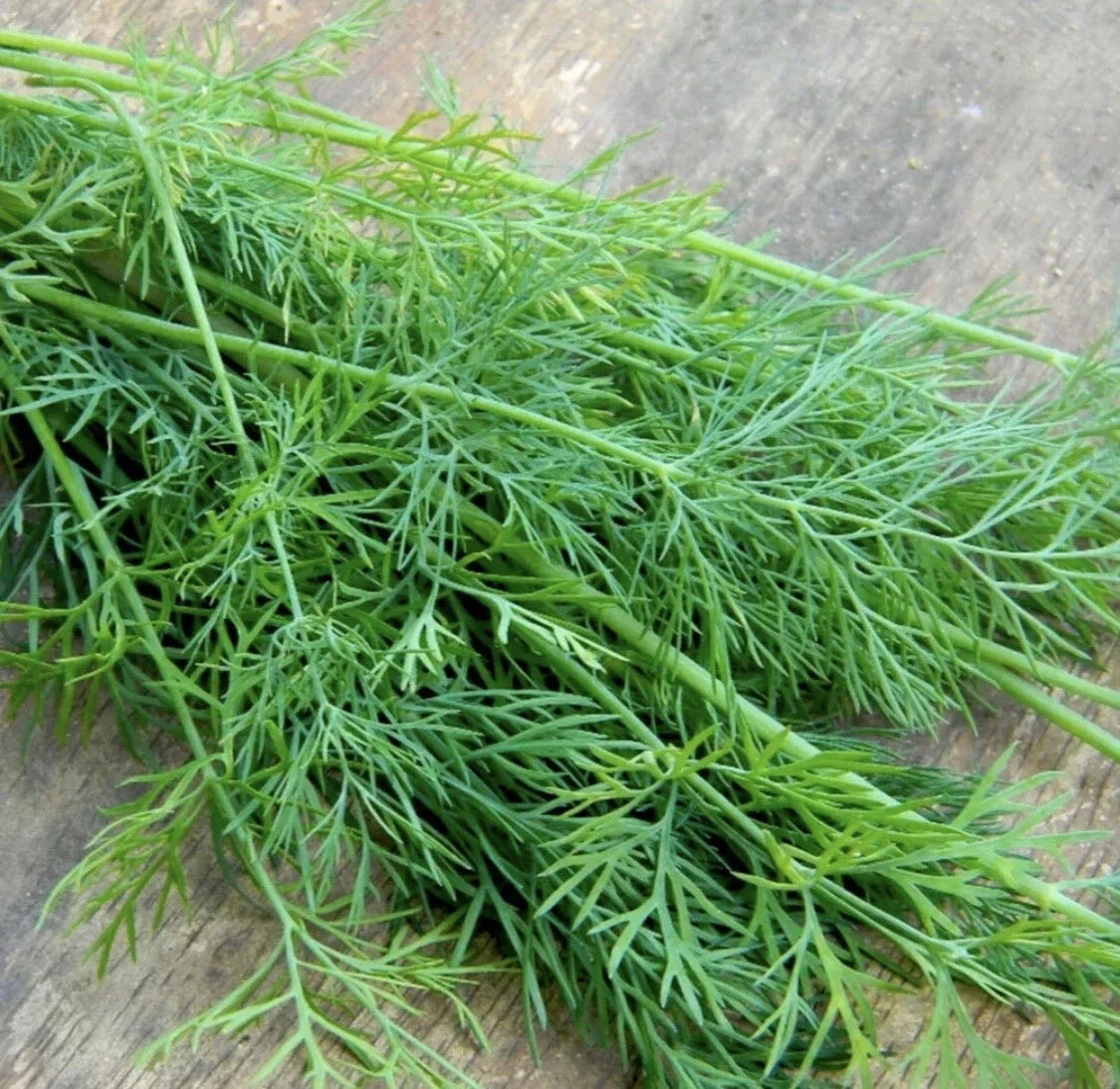 Mammoth Dill Seeds - 50+ Organic Heirloom NON-GMO Herb for Seasoning - Anethum graveolens
