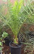 Canary Island Date Palm Tree 48+ inches Phoenix Canariensis 9+ Years Mature Plant