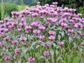 Wild Bergamot Flower Seeds - Monarda - Native Wildflower for Garden or Container - Easy to Grow
