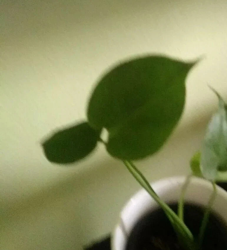 Monstera deliciosa Plant in 8 oz Plastic Pot, Split Leaf Swiss Cheese Plant, Indoor Houseplant, Tropical Foliage