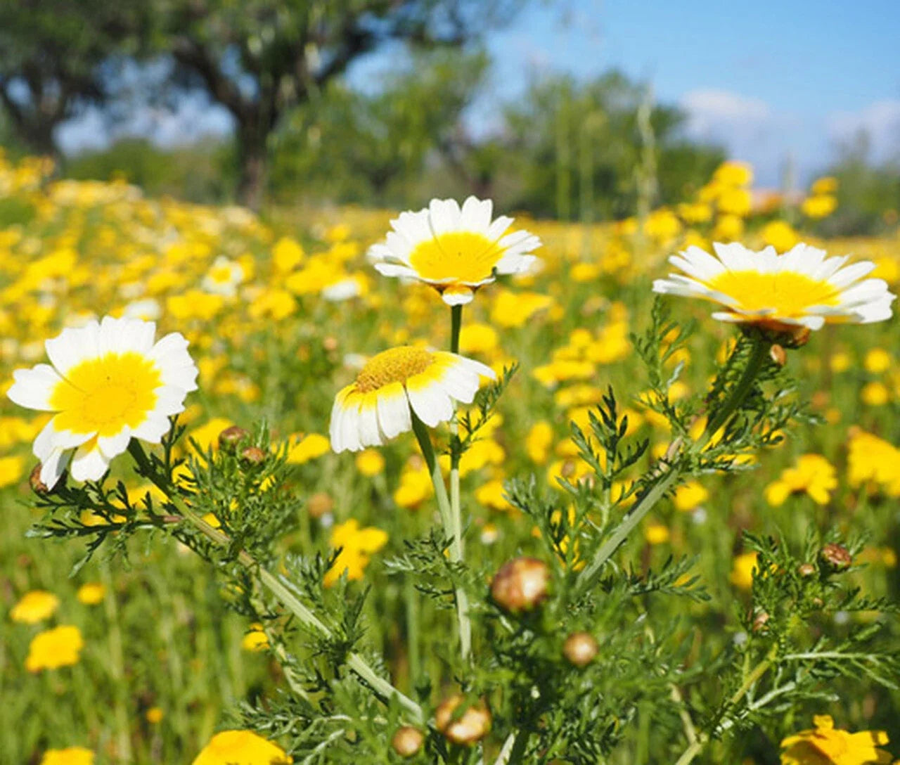 Garland Daisy Mix Seeds - Chrysanthemum Variety - Crown Daisy - Free Shipping