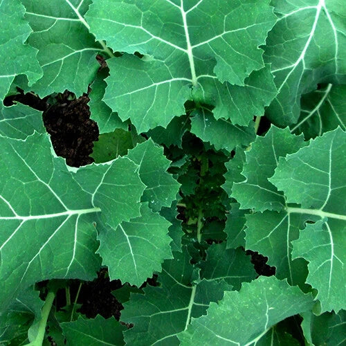 Kale Seeds - Premier (Early Hanover) Heirloom, Non-GMO - Brassica oleracea
