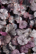 Heuchera Plant 4'' Pot Northern Exposure™ Purple Coral Bells (Heuchera hybrid) - Burgundy Leaves, Pink Flowers, Evergreen Perennial