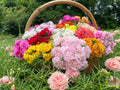Portulaca Succulent Mix - Random Colors - Drought-Tolerant Ground Cover (Portulaca grandiflora)