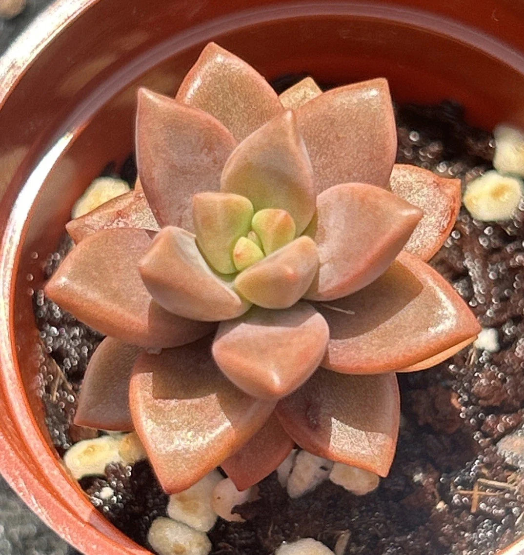Live Succulent Plant | Graptosedum ‘Vera Higgins’ | Fully Rooted | Ideal for Indoor Gardening and Decor