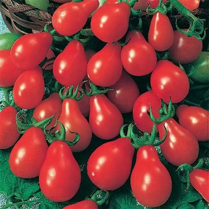 Red Pear Tomato Seeds - 30+ Heirloom Non-GMO Seeds - Fresh Organic (Solanum lycopersicum)