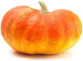 Cinderella Pumpkin Seeds - 20 Count - Heirloom Variety - Cucurbita pepo