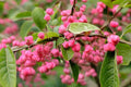 Cork Spindle Shrub Seeds - 10 Pack - Euonymus phellomanus - Hardy, Ornamental Shrub Seeds for Garden and Landscaping