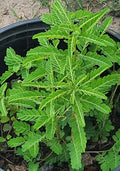 50 Stonebreaker Seeds, Organic Chamber Bitter, Gripeweed, Phyllanthus Urinaria for Herbal Remedies