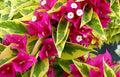 Pink Pixie Queen Bougainvillea Starter Plant - Variegated Plug - Bougainvillea spp. - Ships Bare Root
