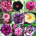 Mixed Color Desert Rose | 10 Seeds | Adenium Obesum | Easy to Grow Flower Seeds