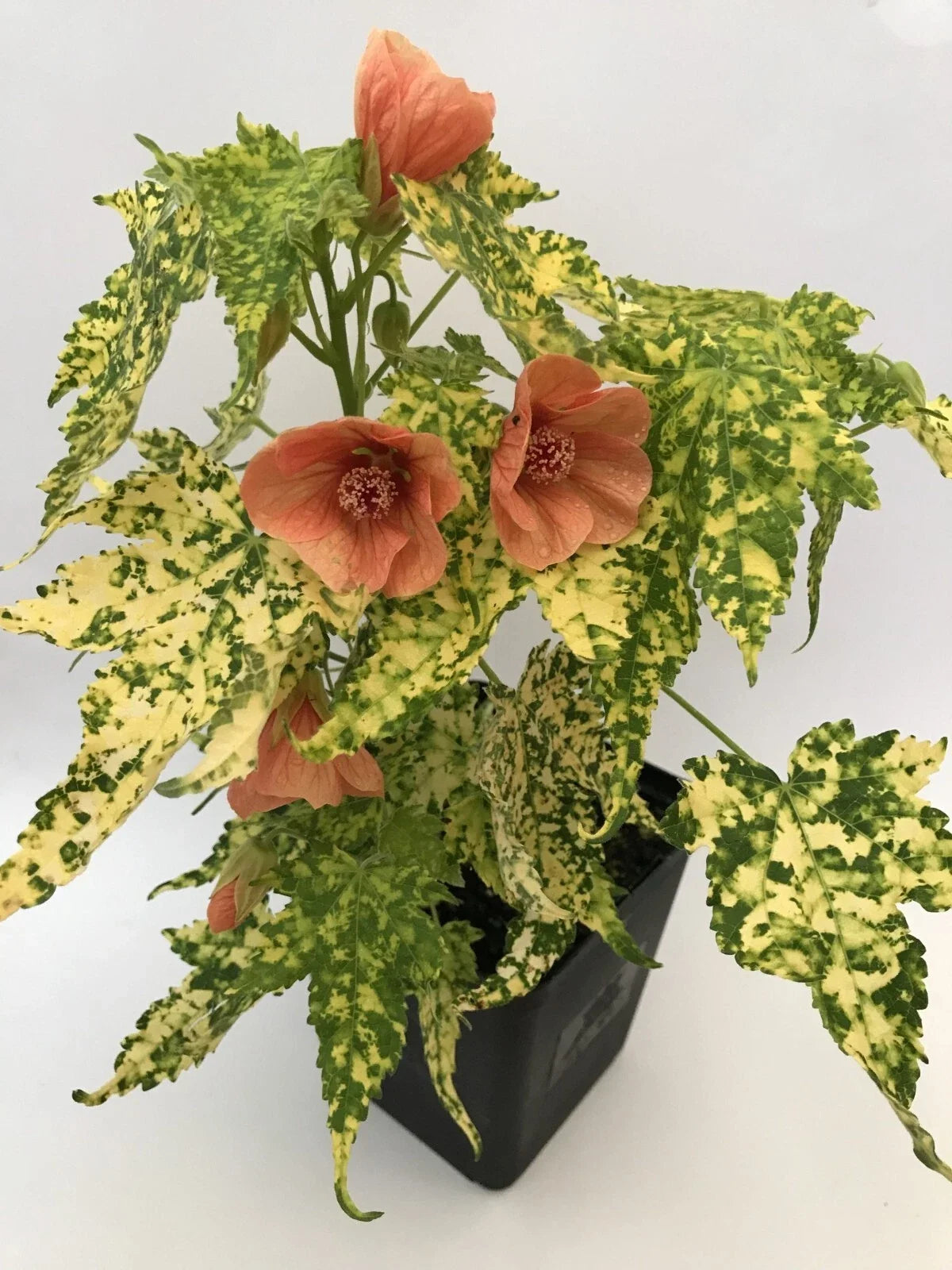 Thompsonii Variegated Peach Abutilon Flowering Maple Small Rooted Starter Plant - Ideal Houseplant for Indoor Gardens