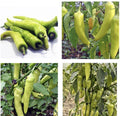 Sweet Banana Pepper Seeds - 30+ Non-GMO Seeds for Planting - Capsicum annuum - Free Shipping