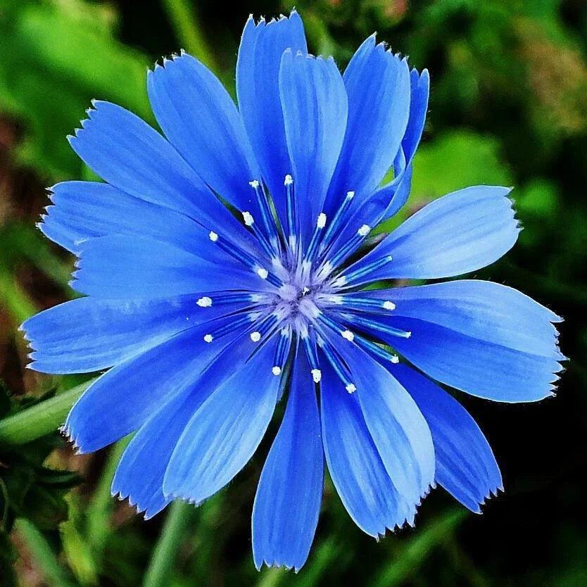 Chicory Seeds | Non-GMO | 300 Seeds | Cichorium intybus | Heirloom Varieties Available