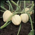 Winter Squash Seeds - Cream of the Crop Variety - Fresh Seed for Planting (Cucurbita maxima)