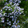 Skyland Lilac Seeds - 25 Perennial Seed Pack for Fragrant Flowers - Syringa patula - USA Grown