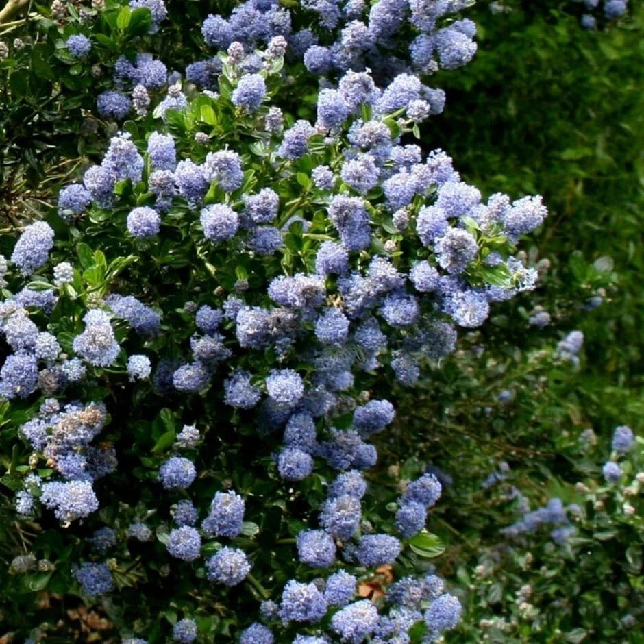 Skyland Lilac Seeds - 25 Perennial Seed Pack for Fragrant Flowers - Syringa patula - USA Grown