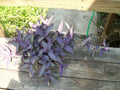 Purple Heart Wandering Jew Plant Cuttings Set of 3 - Not Rooted, Tradescantia pallida, Indoor/Outdoor Starter Plants