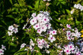 White Admiral Phlox Seeds - 100 Count for Garden Planting - Phlox paniculata - USA Grown, Non-GMO
