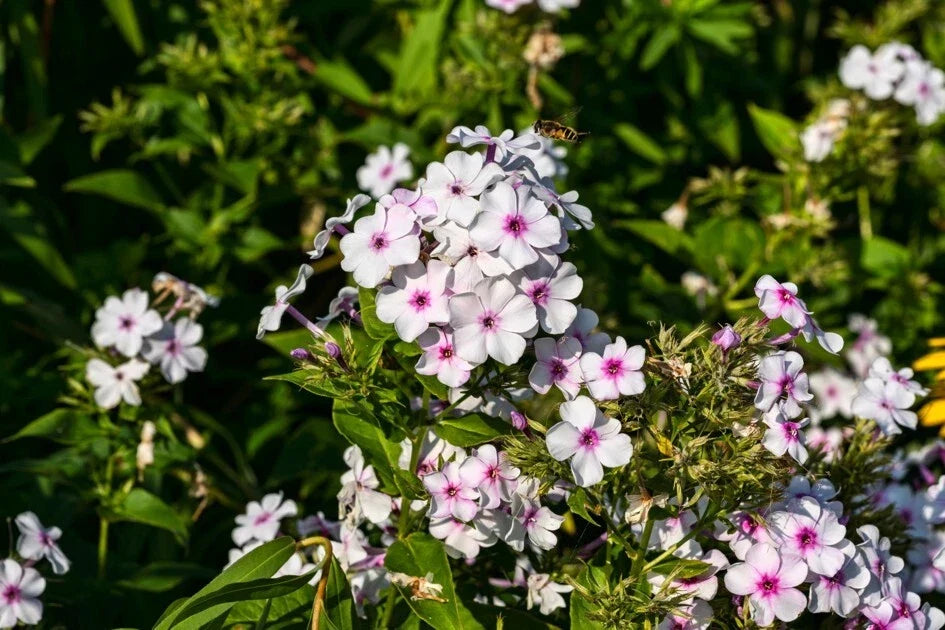 White Admiral Phlox Seeds - 100 Count for Garden Planting - Phlox paniculata - USA Grown, Non-GMO