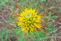 Golden Bee Spider Seeds - 100 Count, Clome Spinosa Perennial, US Seller