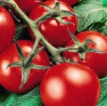 Fresh Heirloom Moneymaker Tomato Seeds - 25 Pack - Solanum lycopersicum - Free USA Shipping