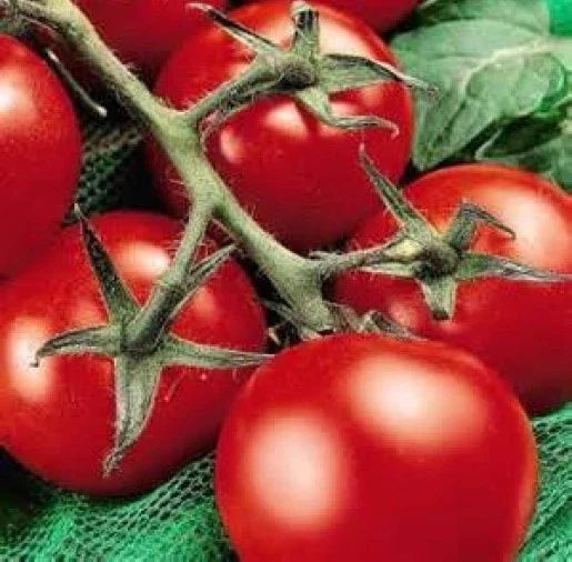 Fresh Heirloom Moneymaker Tomato Seeds - 25 Pack - Solanum lycopersicum - Free USA Shipping