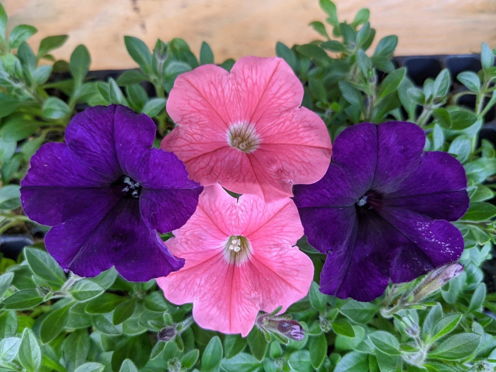 Petunia Combo Live Plants, 10 Baby Plugs, E3 Easy Wave Coral & Navy Velour, Petunia hybrids, Annuals, Sun Exposure, 288 Size