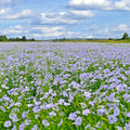 Blue Flax Seeds - 1000+ Perennial Wildflower for Cold & Drought Tolerant Summer Garden (Linum lewisii)